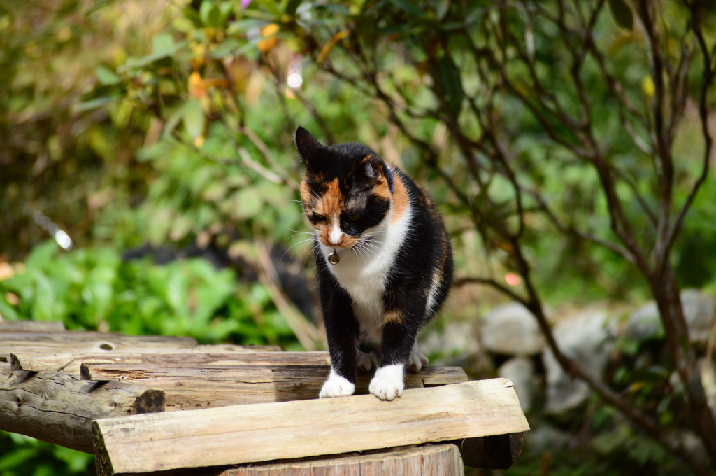 もう終わりニャのか…
