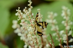 イタドリの花に夢中