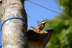 山葵田のヤマガラ