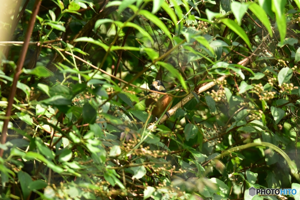 シジュウカラの巣立ち ②