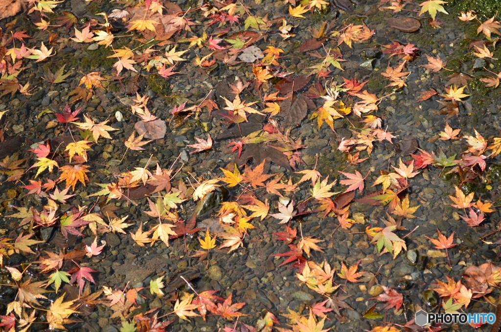 田んぼに落ちたもみじ葉