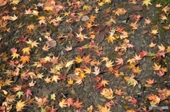 田んぼに落ちたもみじ葉