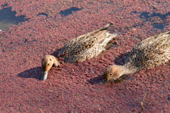 水鳥の姿を追って