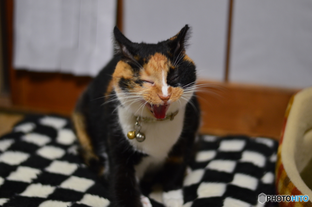 うるさいニャ～