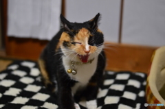 うるさいニャ～