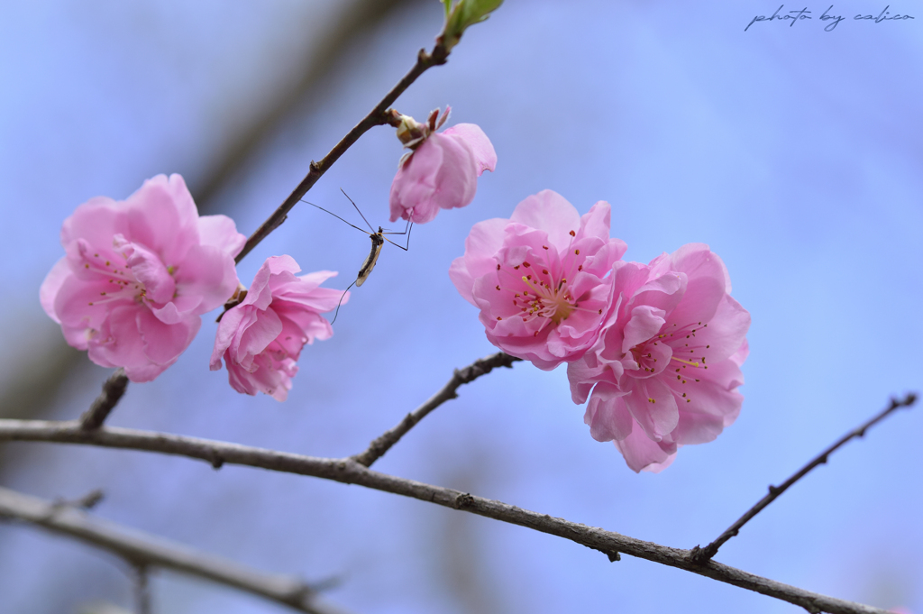 春の桃色