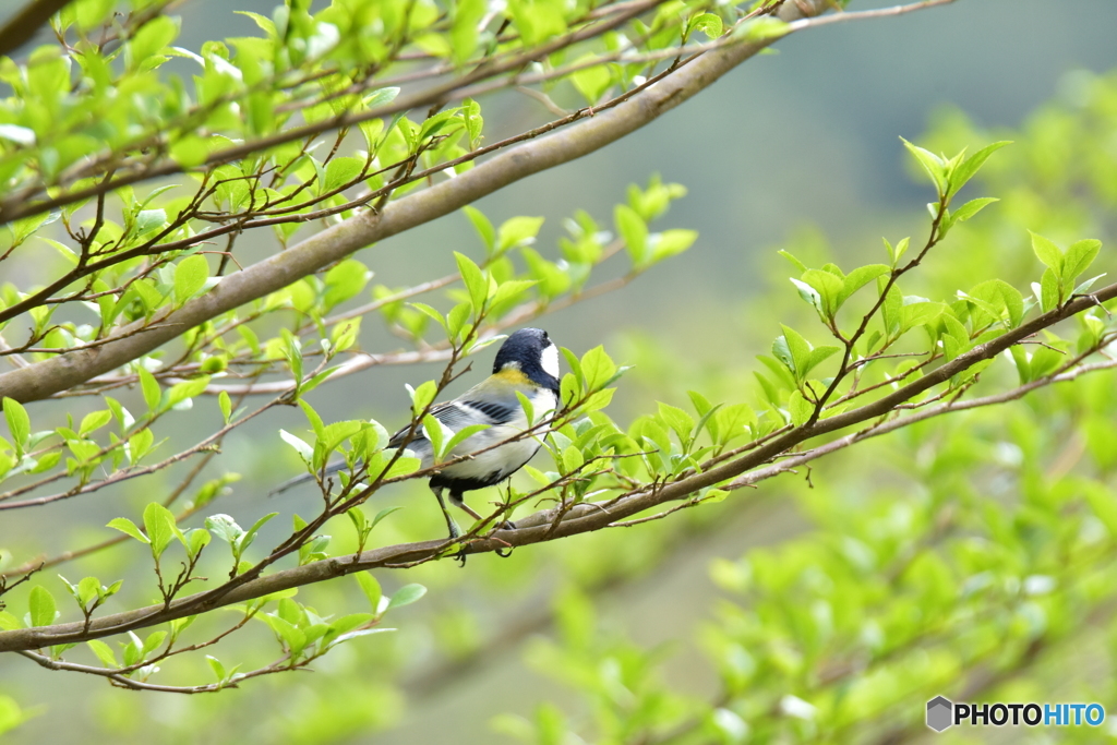 いいね 春の香り