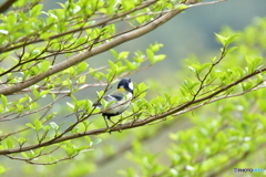 いいね 春の香り いいね 春の香り