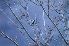 踏ん張るシジュウカラ