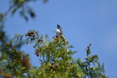 てっぺんが好きなの①