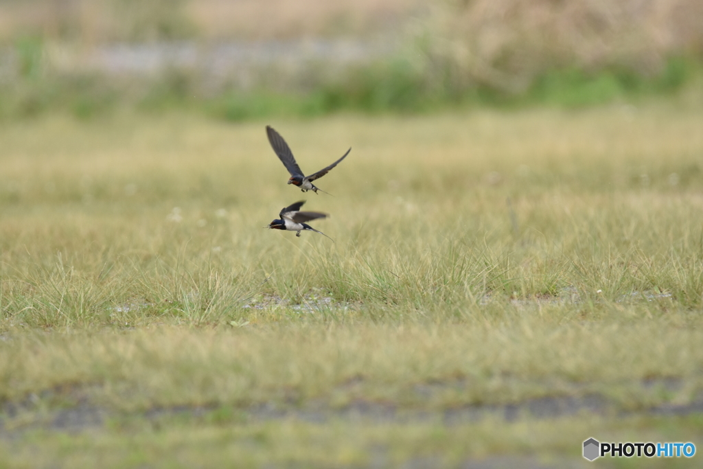 ツバメの共同作業