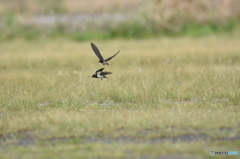 ツバメの共同作業