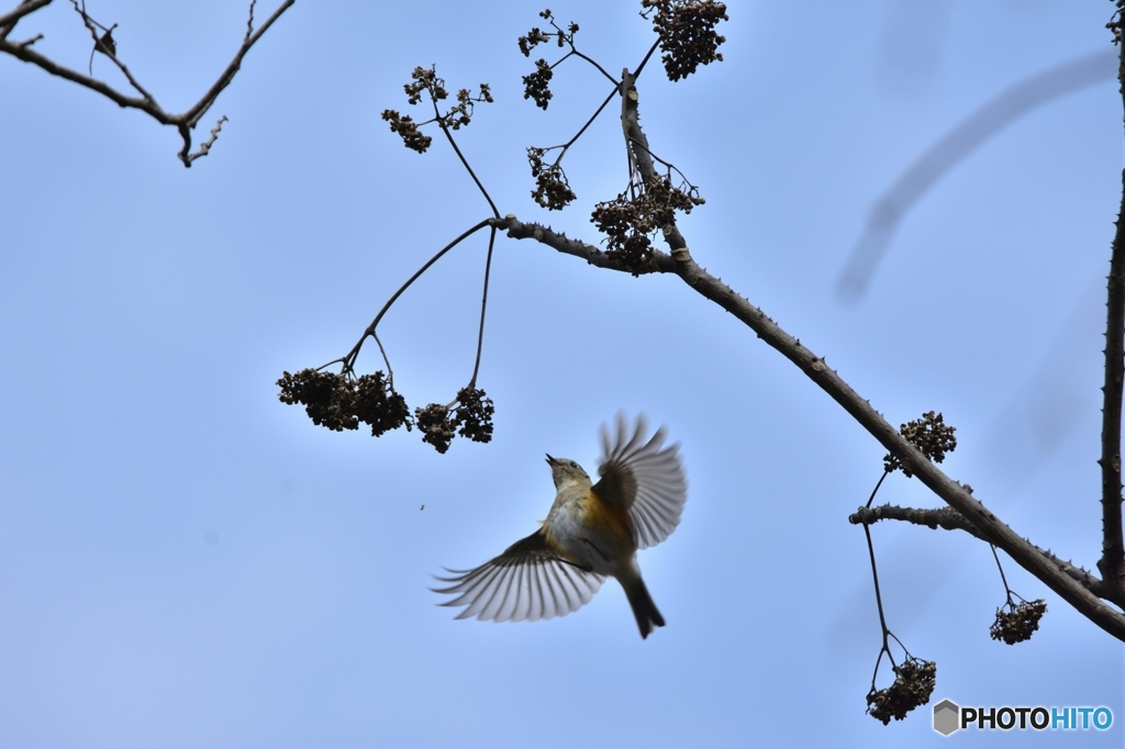 小鳥達のレストラン Ⅰ