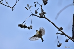 小鳥達のレストラン Ⅰ