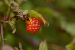 宝石のような輝き