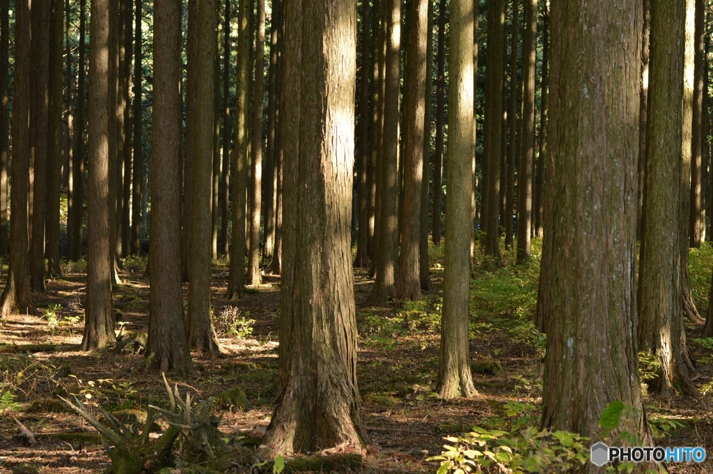 静かな森