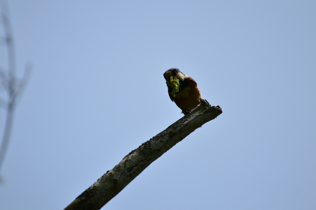 我が子のために①