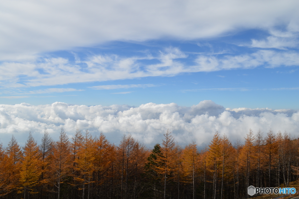 カラマツ林と雲海