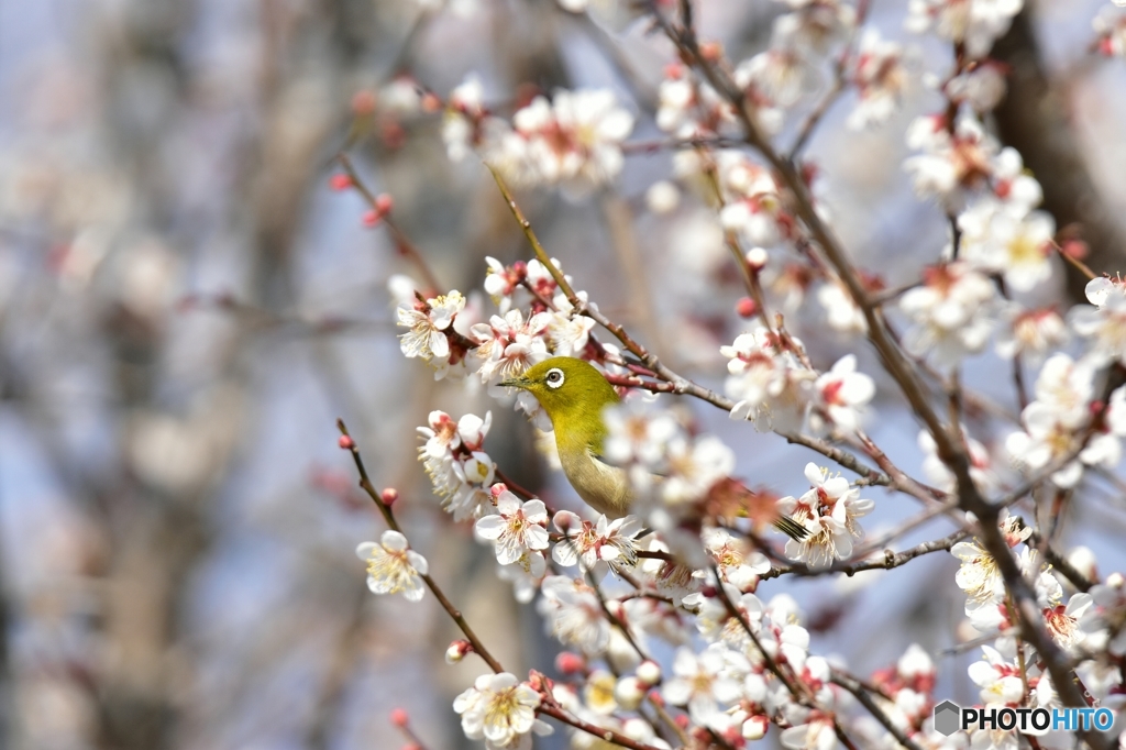 梅ジロー ｢花に寄り添うように｣