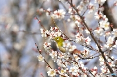 梅ジロー ｢花に寄り添うように｣