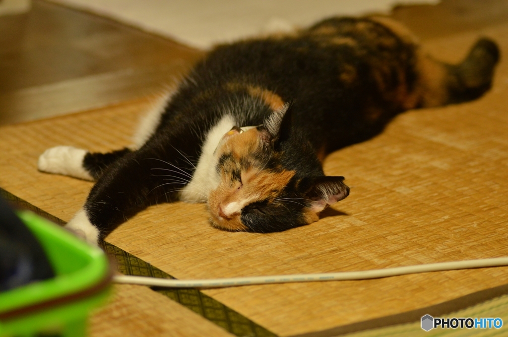 出入り口でせいせい寝る猫