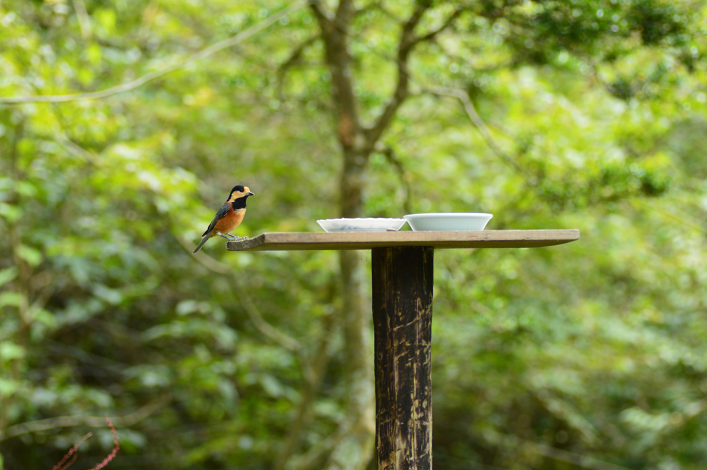 置き物みたいなヤマガラ