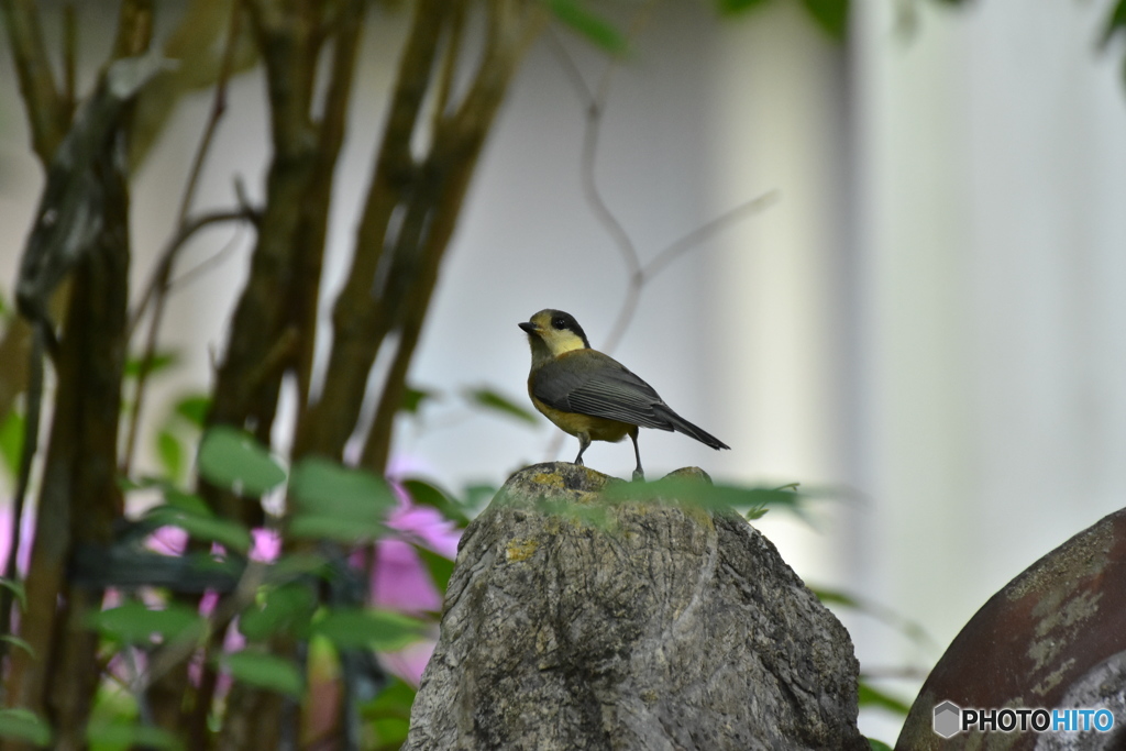 庭に来るヤマガラ ②