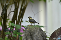 庭に来るヤマガラ ②