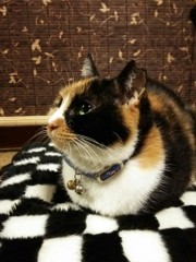 健康体ですニャ