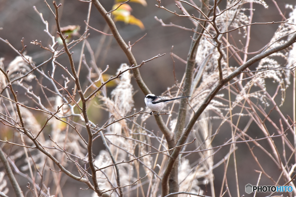 木枯らしの風と共に