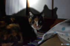 見〜た〜ニャ〜