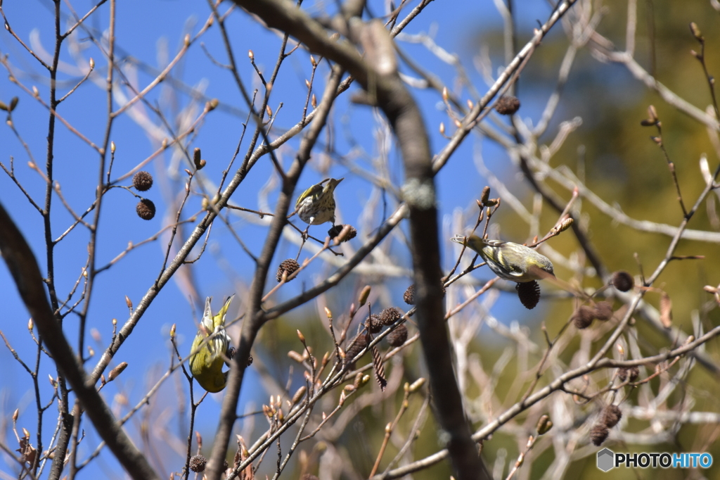 鶸色 (ひわいろ) Ⅱ