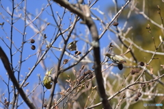 鶸色 (ひわいろ) Ⅱ