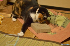 ちょっと待つニャ