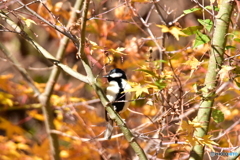 ここには餌は無いのだ ここには餌は無いのだ