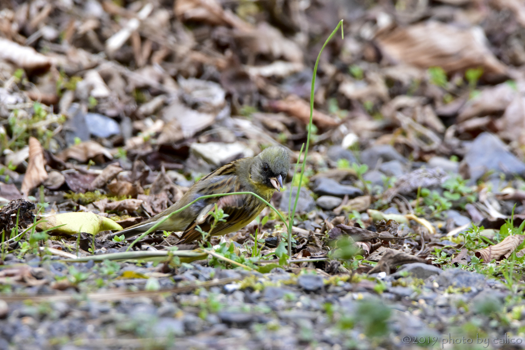 裏庭を爆進中のアオジ
