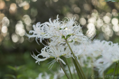 天界の花