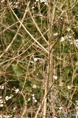 梅の花をもぎるヤマガラ