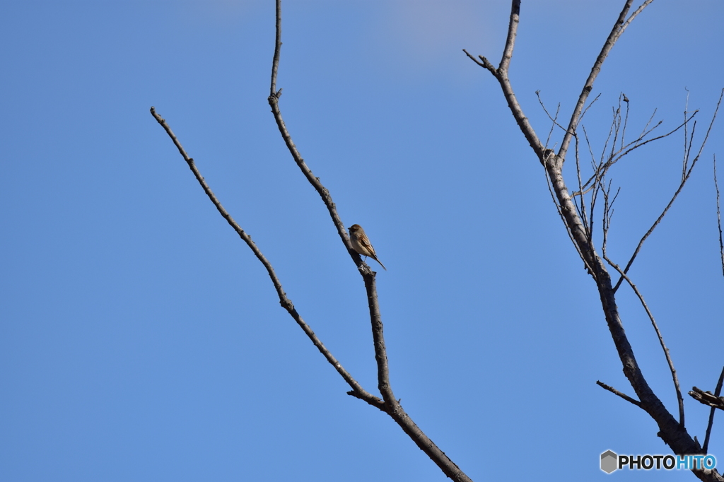 樹上に佇むオオジュリン