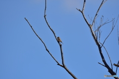 樹上に佇むオオジュリン