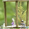 花とヤマガラと