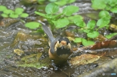 今日も元気に水浴び Ⅰ