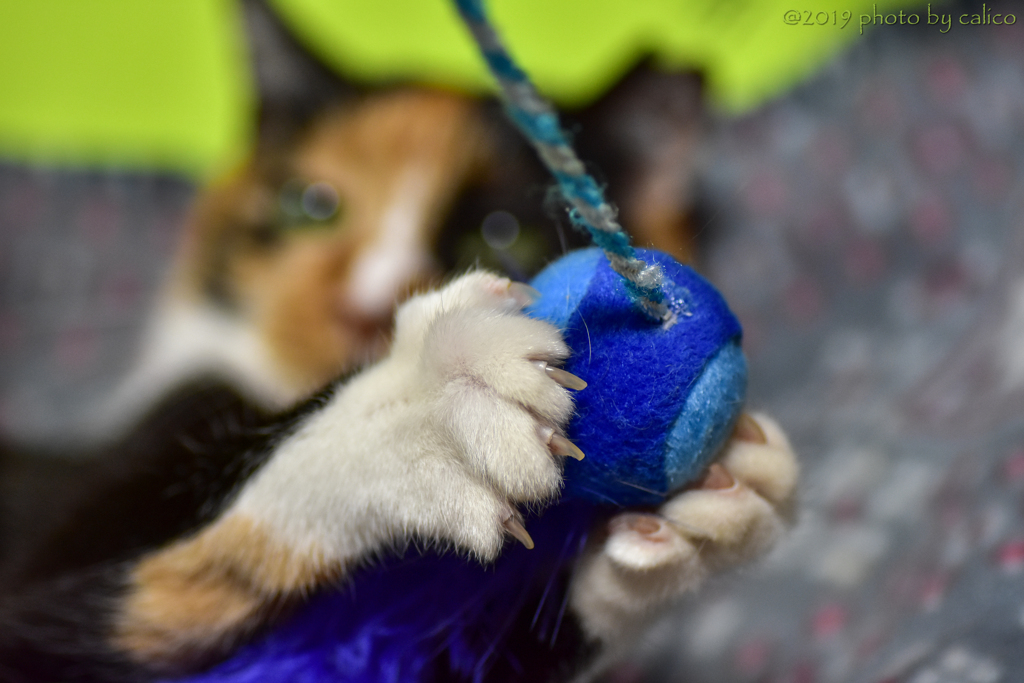 チカラ比ベニャ！