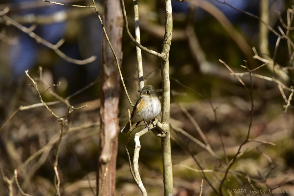 ルリビタキ夫婦 Ⅱ