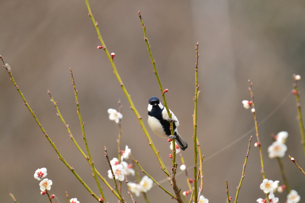 てっぺんに来ちゃった