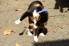 ニャんだこいつ！