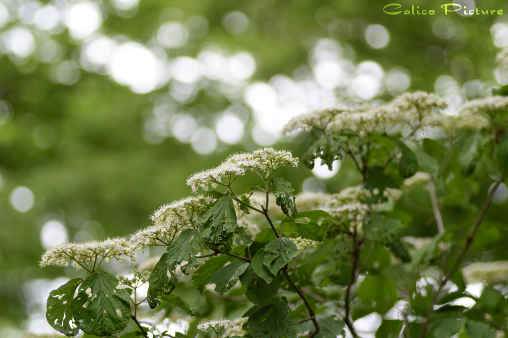 莢蒾（ガマズミ）