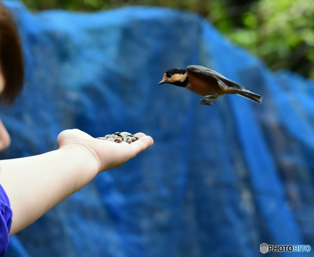 ピー助と遊ぶ  Ⅱ