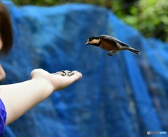 ピー助と遊ぶ  Ⅱ