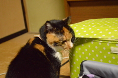 匂いをつける猫